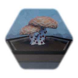 Rhodotus Palmatus Mushroom