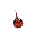 alakazamber