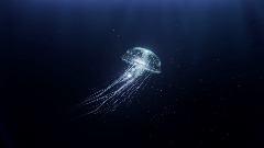 Jellyfish