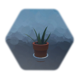 Potted Succulent
