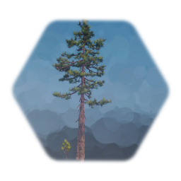 Ponderosa Pine Tree