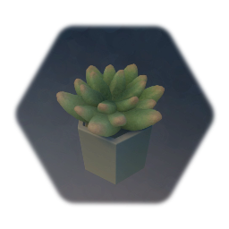 Succulent 1