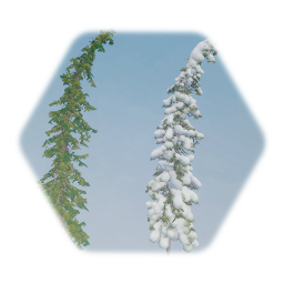 Leaning Spruce Tree