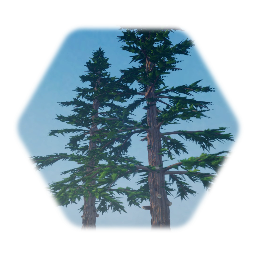 TREE - Pine - more details