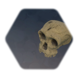 H. Habilis Skull