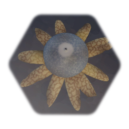 Hygroscopic Earthstar Mushroom