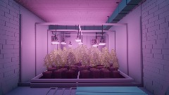 Remix von Weed Plantage Grow Room (Dreams Kush 420)