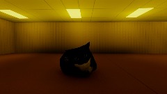 Run! The Maxwell cat is following you!