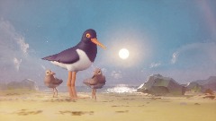 Oystercatchers