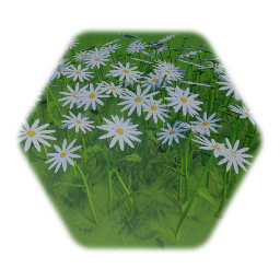 Daisies/Margeriten