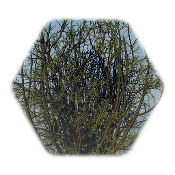Juniper bush