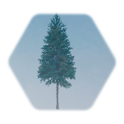 Blue Spruce