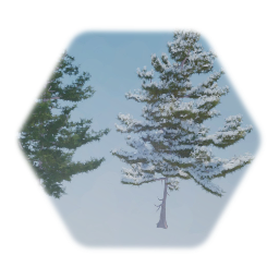 Eastern White Pine (Hero)