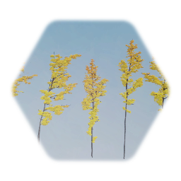 Thin Fall Maples