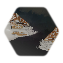 nautilus　オウム貝