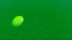 Ремикс: Dary Hungry Spinosarus Jurassic World III