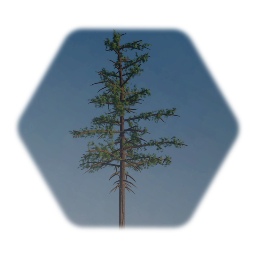 Western White Pine - Sculpted Needles