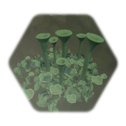 Community Garden 2.7: Cladonia fimbriata