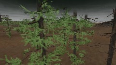 Glimmering Forest S1 (Sata)