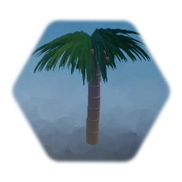 palm tree with coconuts
