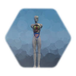 Anatomical Model Puppet