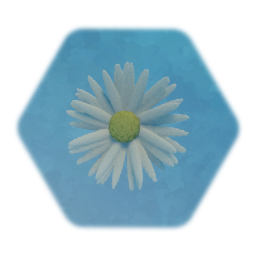 Daisy Bloom