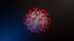 Virus (Display)