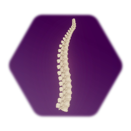 Spine