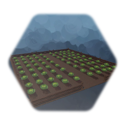Field of Cabbage
