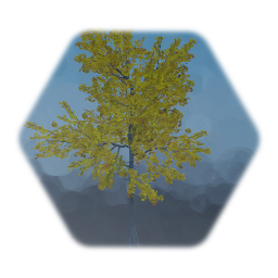Realistic Ginkgo Tree