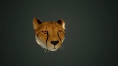 Cheetah head