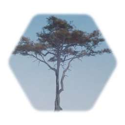 Umbrella Acacia Tree