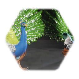 Peacock