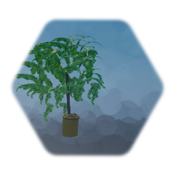 Potted plant
