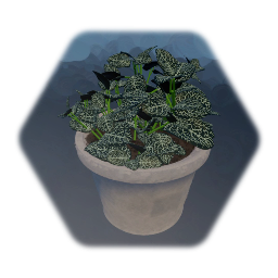 Fittonia