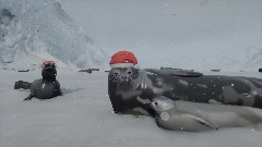 Seal Colony