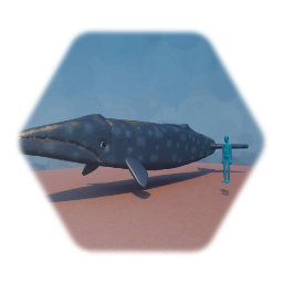 Grey whale