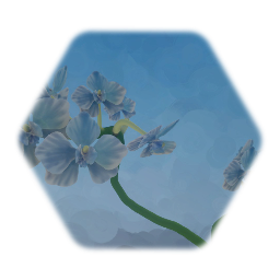 Blue Orchid -Phaleanopsis