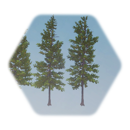 Douglas Fir Tree