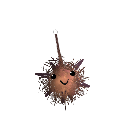 delicatelambb