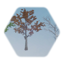 Northern Red Oak Tree 3