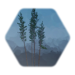 Lodgepole Pine tree Cluster