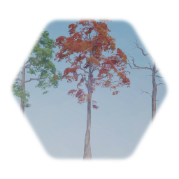 Red Oak (Tall)