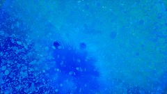 Strange creature in sea