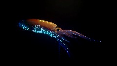 Firefly Squid