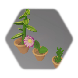 Potted plants