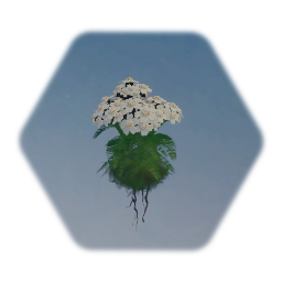 Yarrow Plant