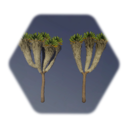 Giant Groundsel (Dendrosenecio Kilimanjari)