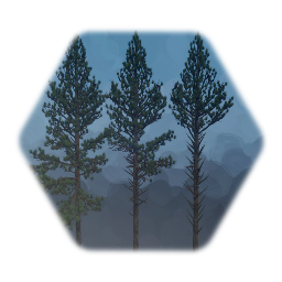 Young Loblolly Pine Trees