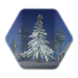 Snowy Fir (Crooked)